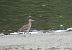 Courlis corlieu (Numenius phaeopus) © Juana Oyanguren