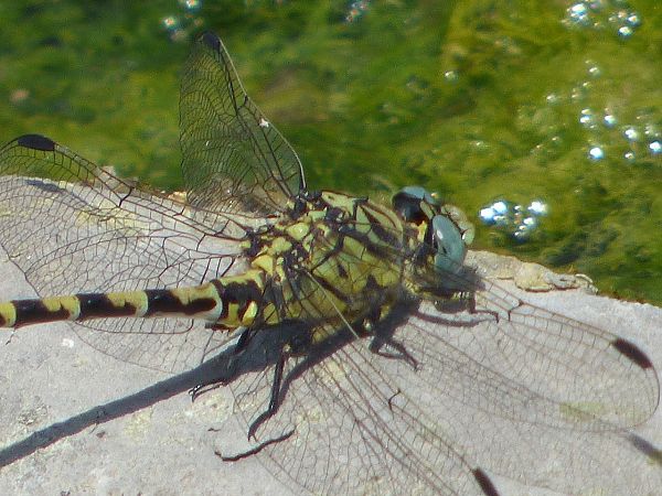Onychogomphus forcipatus  - Serafín Alarcón