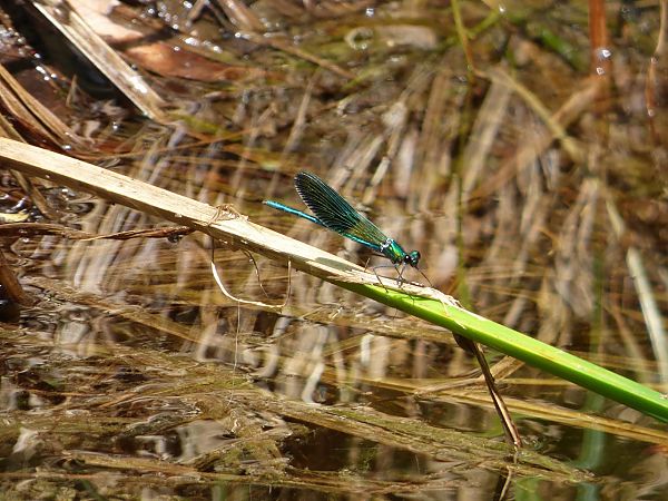 Calopteryx xanthostoma  - Serafín Alarcón