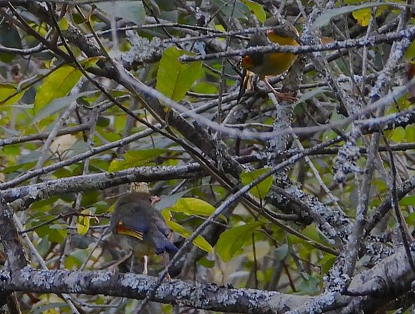 Leiothrix lutea  - Alfredo Valiente