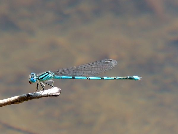 Erythromma lindenii  - Juan Carlos Palacios