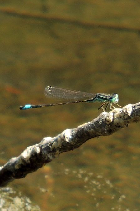 Ischnura graellsii  - Juan Carlos Palacios