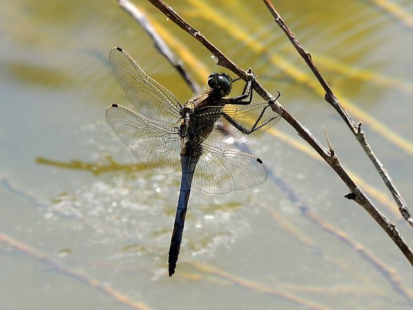 Orthetrum cancellatum  - Juan Carlos Palacios