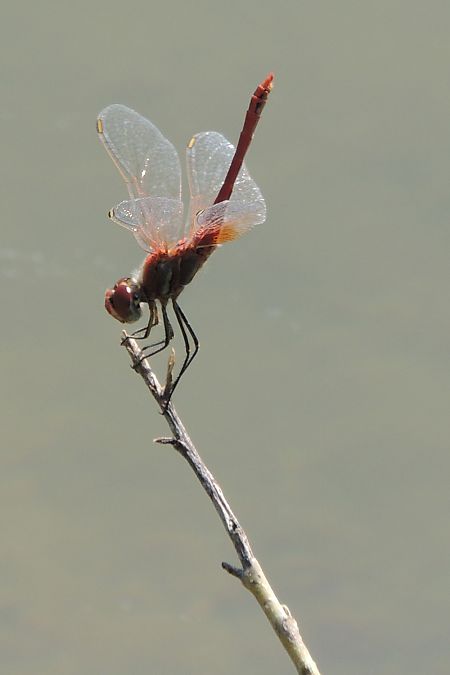 Sympetrum fonscolombii  - Juan Carlos Palacios