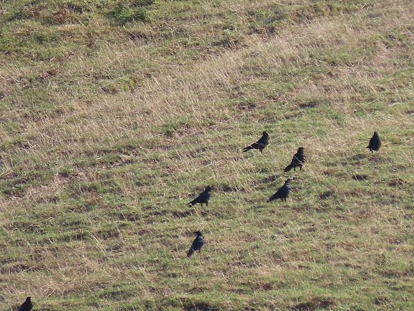 Carrion Crow  - Juana Oyanguren