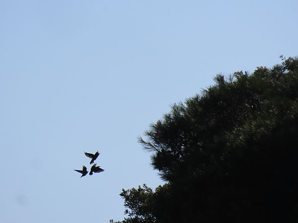 Spotless Starling  - Juana Oyanguren
