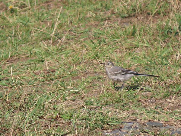 White Wagtail  - Juana Oyanguren