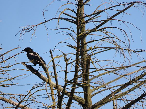 Eurasian Magpie  - Juana Oyanguren