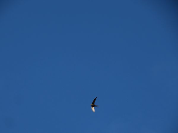 Common Swift  - Juana Oyanguren
