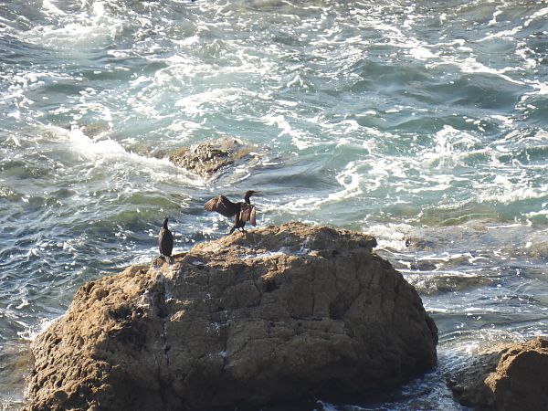European Shag  - Juana Oyanguren