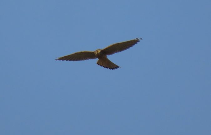 Belatz gorria  - Juana Oyanguren