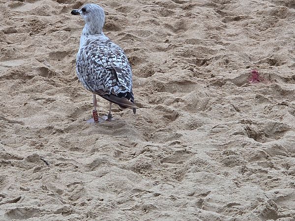 Larus argentatus argentatus 