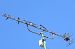 Barn Swallow - Nogueiras Idoeta Begoña