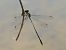 Western Willow Spreadwing (Chalcolestes viridis) © Juan Carlos Palacios