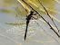 Black-tailed Skimmer (Orthetrum cancellatum) © Juan Carlos Palacios