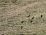Carrion Crow  - Juana Oyanguren