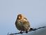 European Goldfinch (Carduelis carduelis) © Juana Oyanguren