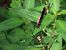 Copper Demoiselle (Calopteryx haemorrhoidalis) © Juana Oyanguren