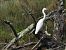 Little Egret (Egretta garzetta) © Juana Oyanguren