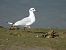 Black-headed Gull (Chroicocephalus ridibundus) © Juana Oyanguren
