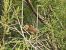 Cirl Bunting (Emberiza cirlus) © Juana Oyanguren
