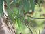 Willow Warbler (Phylloscopus trochilus) © Juana Oyanguren