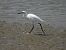 Little Egret (Egretta garzetta) © Juana Oyanguren