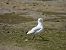 Black-headed Gull (Chroicocephalus ridibundus) © Juana Oyanguren