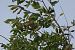 Txio horia (Phylloscopus trochilus) © Juana Oyanguren