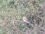 Red-backed Shrike - Arenaza Josu