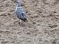 Larus argentatus argentatus 