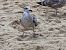 Larus argentatus argentatus © egile ezezaguna
