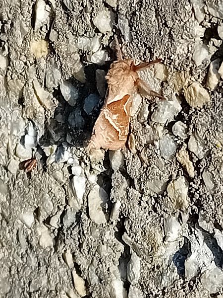 Triodia sylvina  - Serafín Alarcón