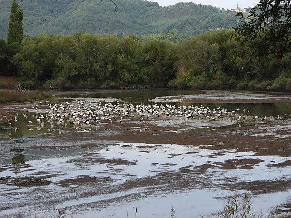 White Stork  - José F. Esparcia