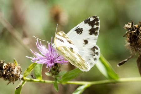 Pontia daplidice  - Joseba Otaegi