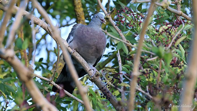 Common Wood Pigeon  - Kepa Aldama