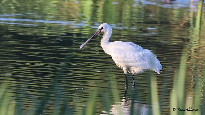 Eurasian Spoonbill  - Kepa Aldama