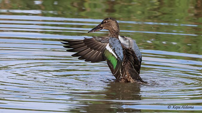 Northern Shoveler  - Kepa Aldama