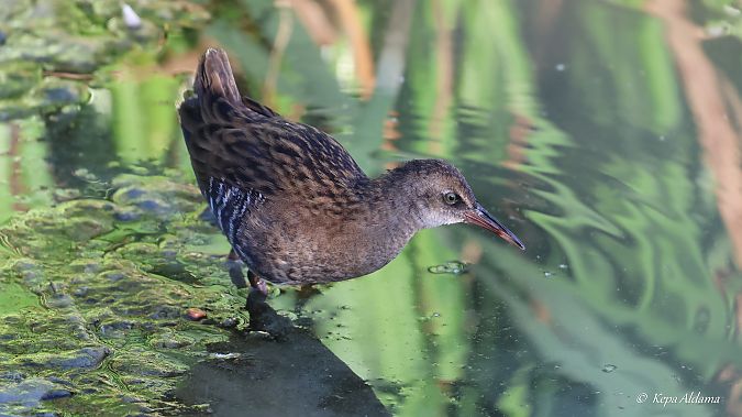 Water Rail  - Kepa Aldama