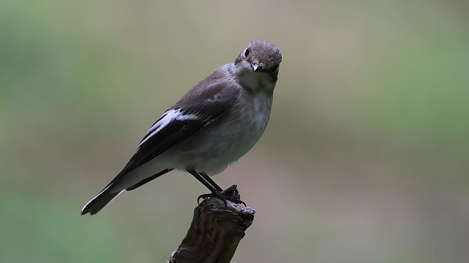 European Pied Flycatcher  - Kepa Aldama