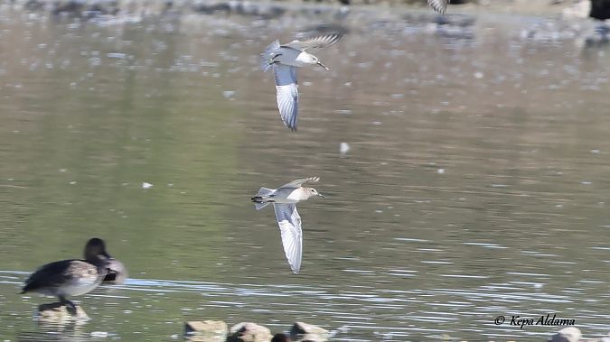Calidris melanotos  - Kepa Aldama