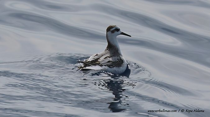 Phalarope à bec large  - Kepa Aldama