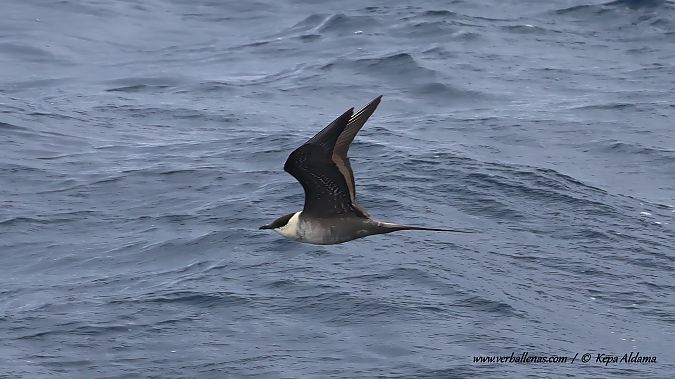 Stercorarius longicaudus  - Kepa Aldama