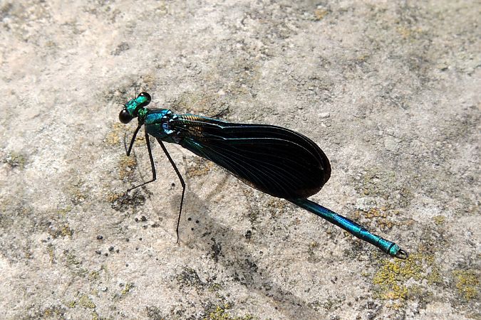 Beautiful Demoiselle  - Juan Carlos Palacios