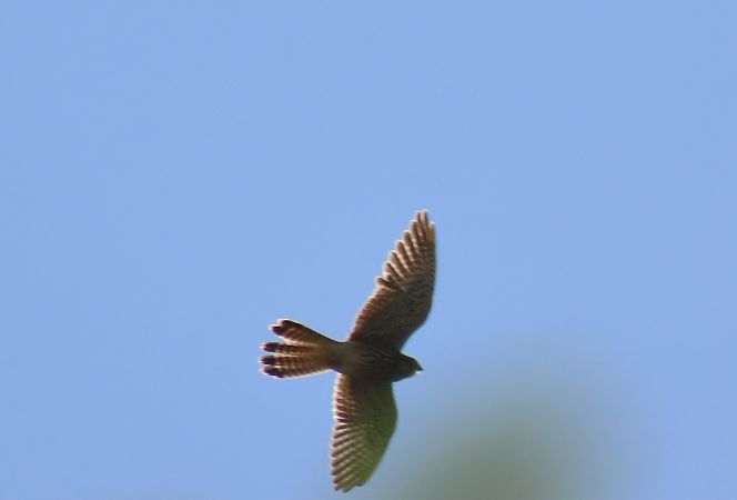 Belatz gorria  - Juana Oyanguren