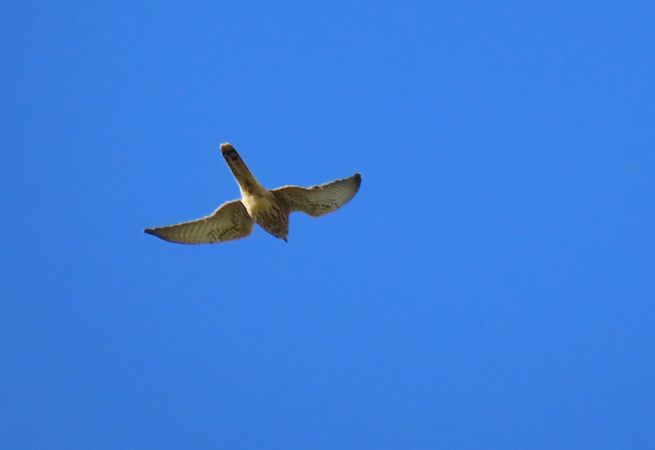 Belatz gorria  - Juana Oyanguren