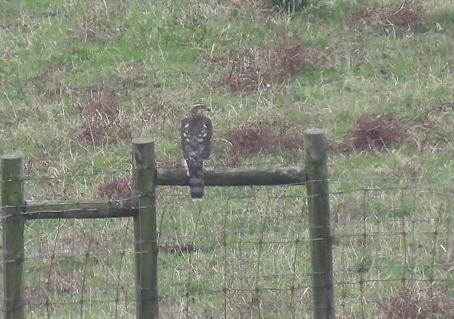Eurasian Goshawk  - Juana Oyanguren