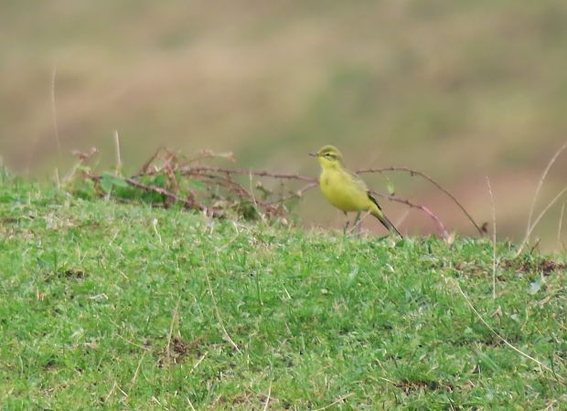 Motacilla flava flavissima  - Juana Oyanguren
