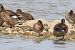 Calidris melanotos - Ivan Sarabia