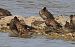 Calidris melanotos - Ivan Sarabia